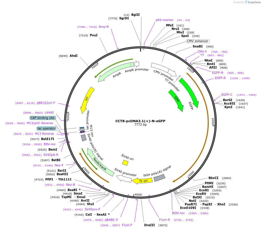 245884-plasmid-map-sequence-id-498520
