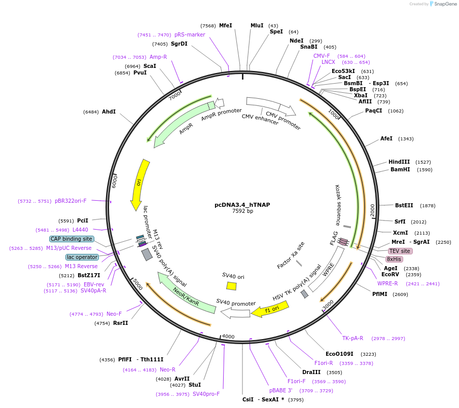 246682-plasmid-map-sequence-id-498521