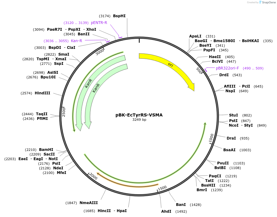 247683-plasmid-map-sequence-id-498532
