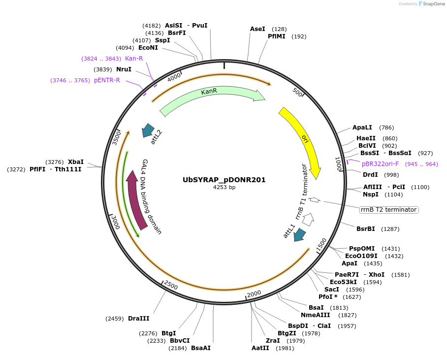 249816-plasmid-map-sequence-id-498538