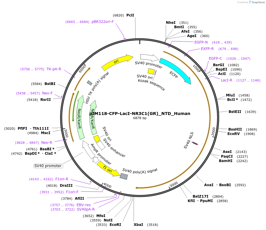 249250-plasmid-map-sequence-id-498539