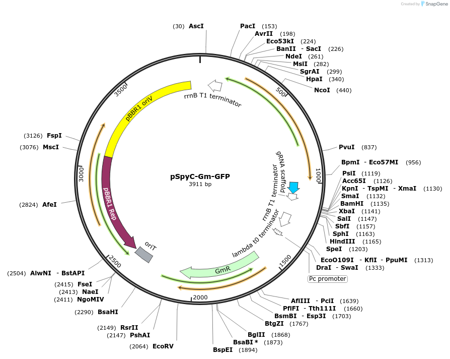 Addgene