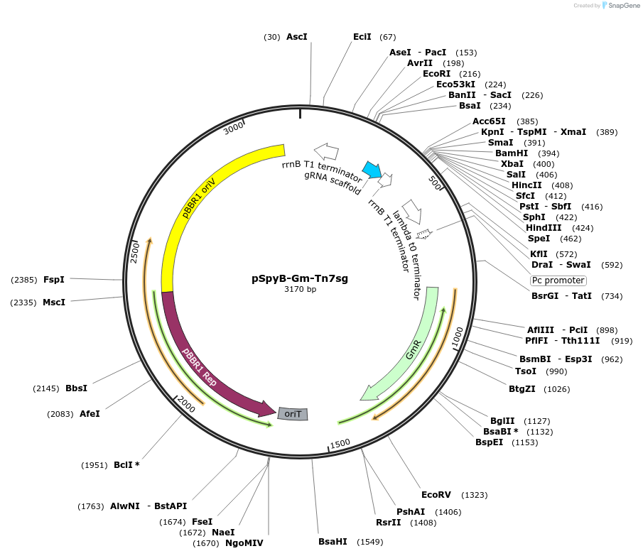 248700-plasmid-map-sequence-id-498542