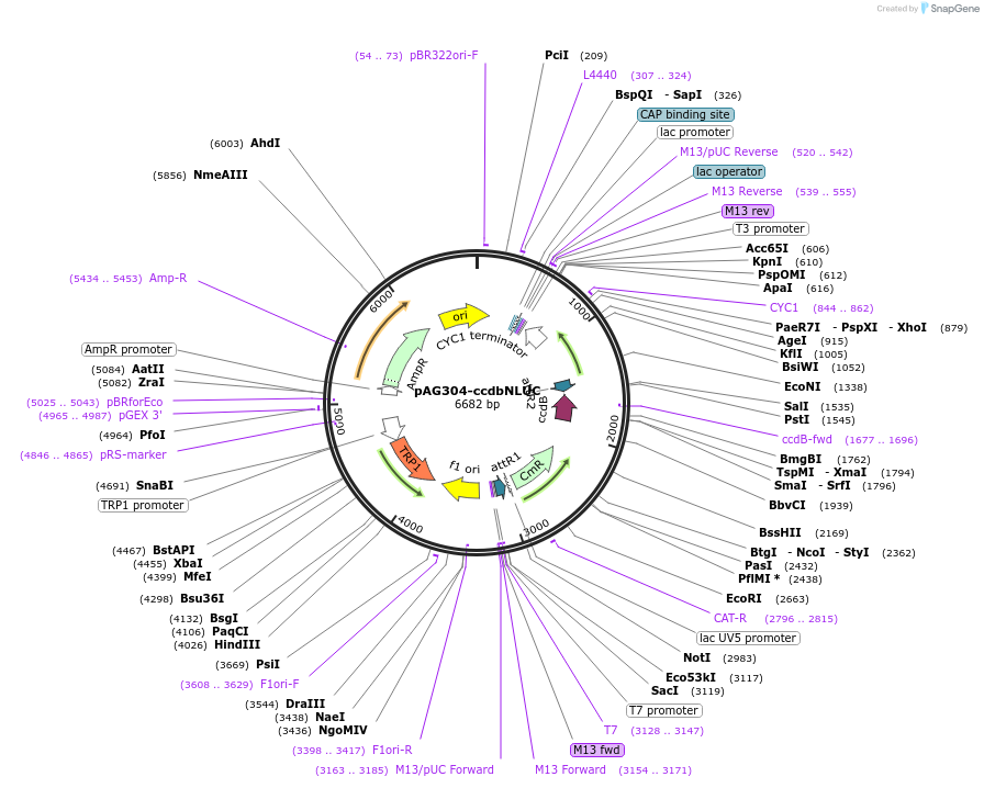 249736-plasmid-map-sequence-id-498544