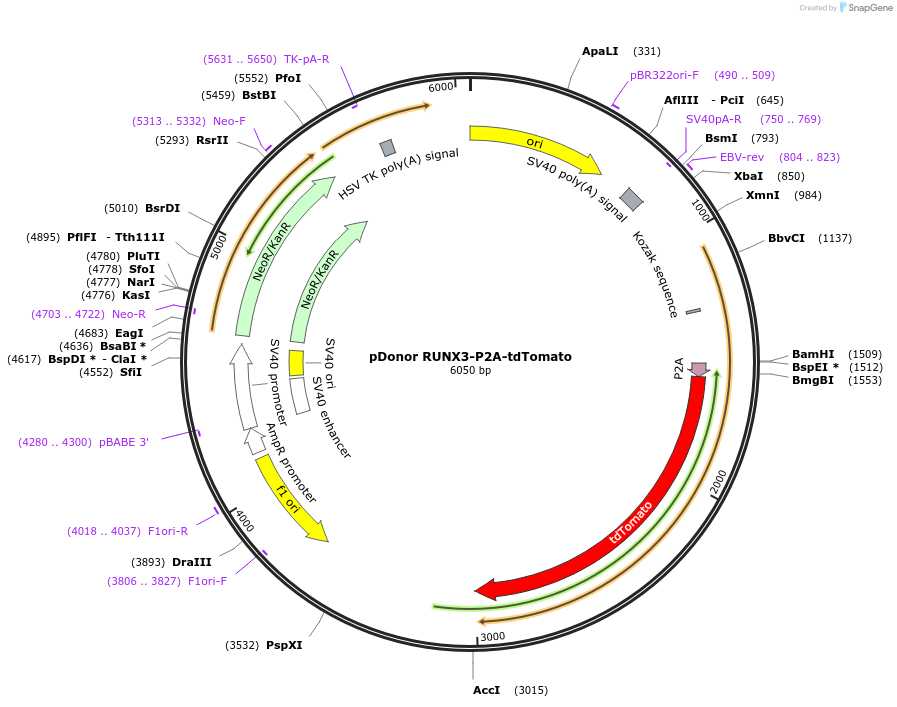 246655-plasmid-map-sequence-id-498547
