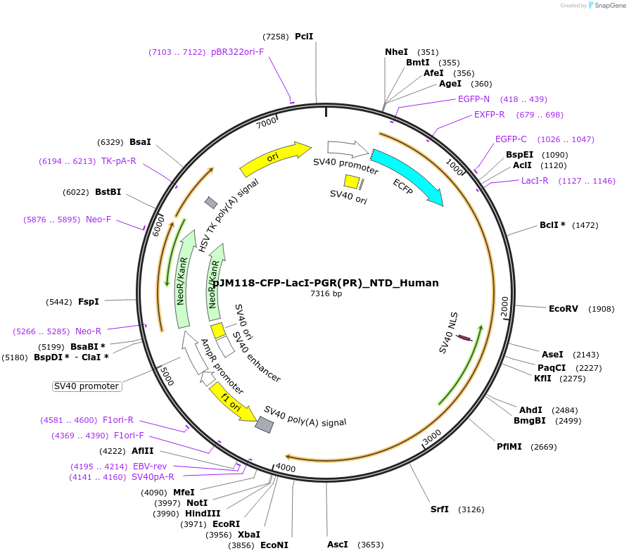 249252-plasmid-map-sequence-id-498548