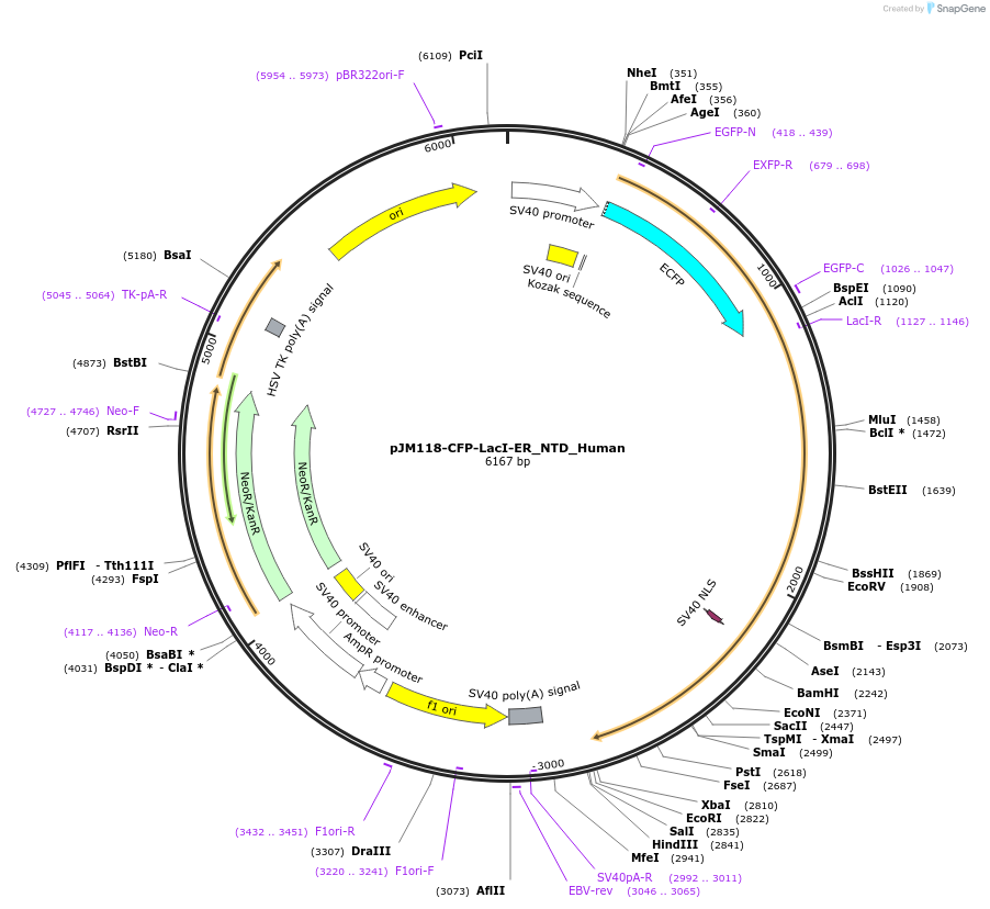 249249-plasmid-map-sequence-id-498549