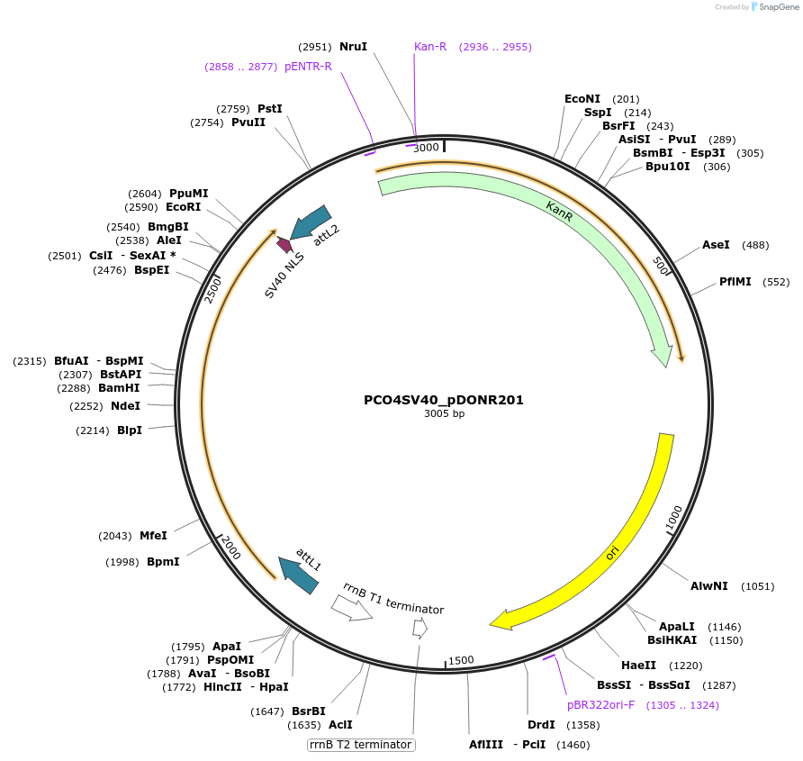 249815-plasmid-map-sequence-id-498550