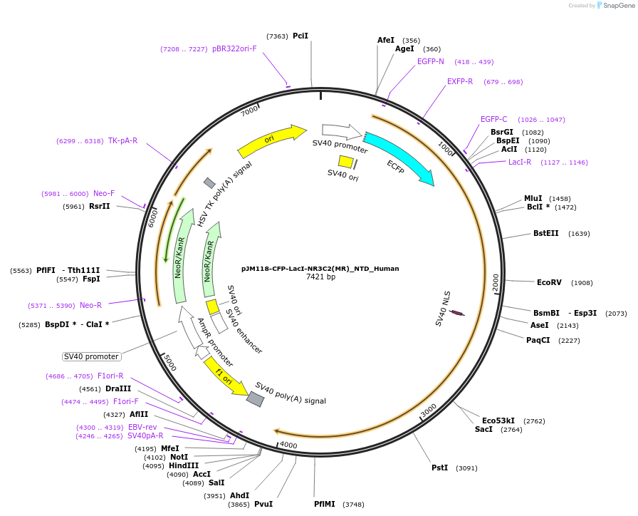 249251-plasmid-map-sequence-id-498553