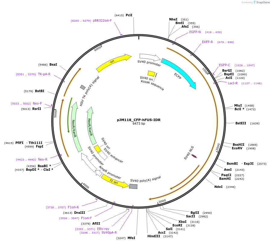 249247-plasmid-map-sequence-id-498557