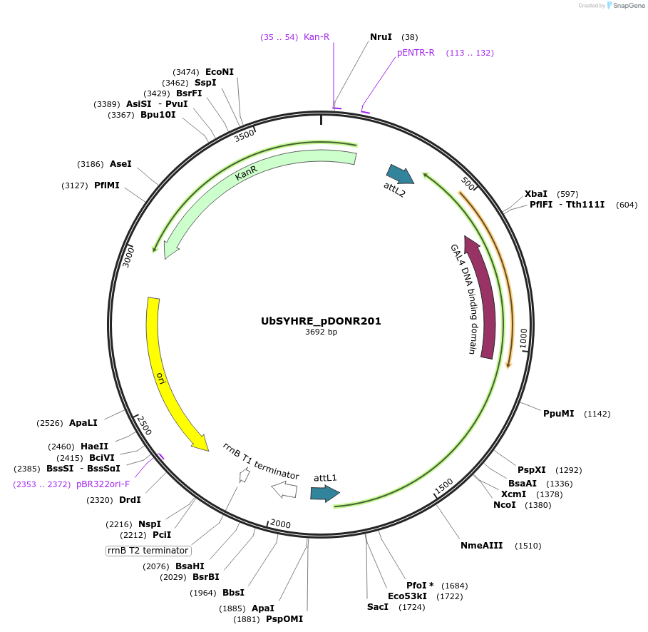 249817-plasmid-map-sequence-id-498558