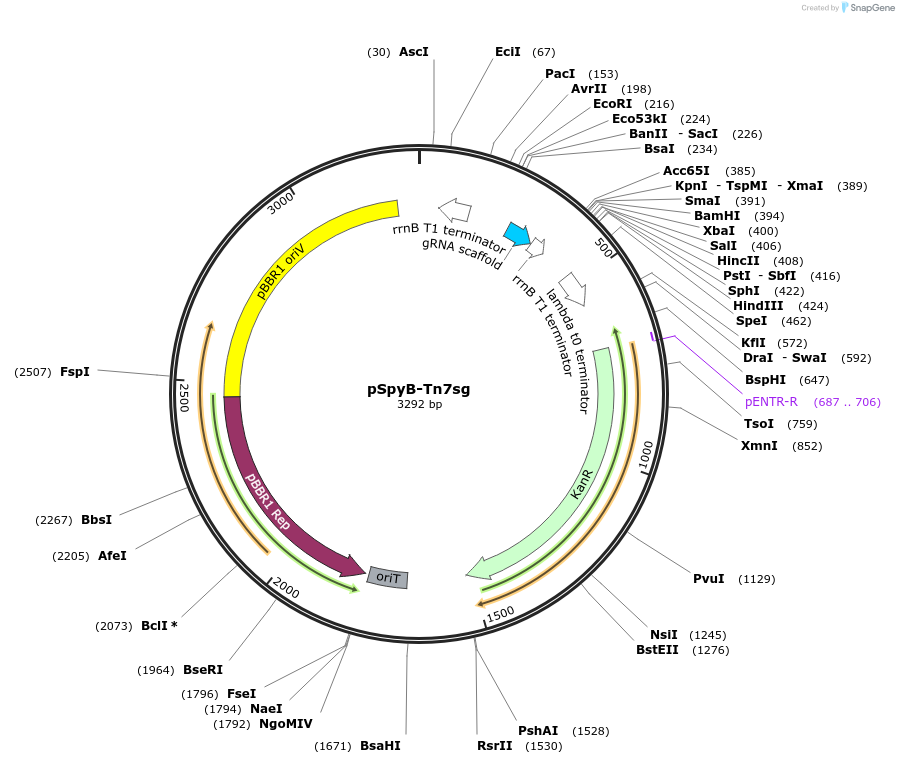 248694-plasmid-map-sequence-id-498562