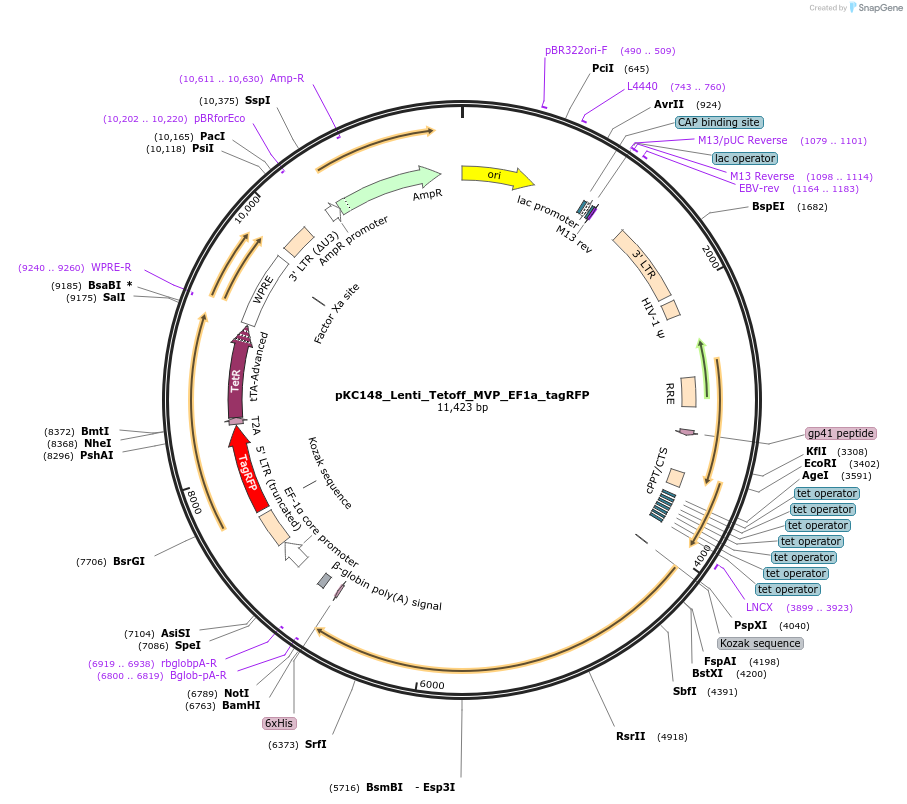 250949-plasmid-map-sequence-id-498563