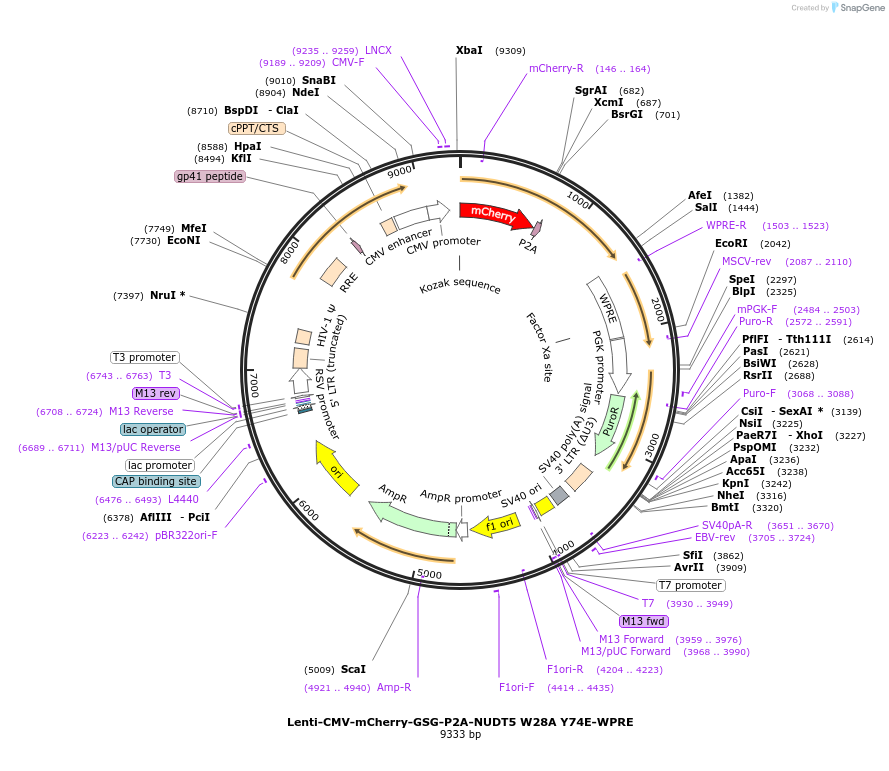 250392-plasmid-map-sequence-id-498564