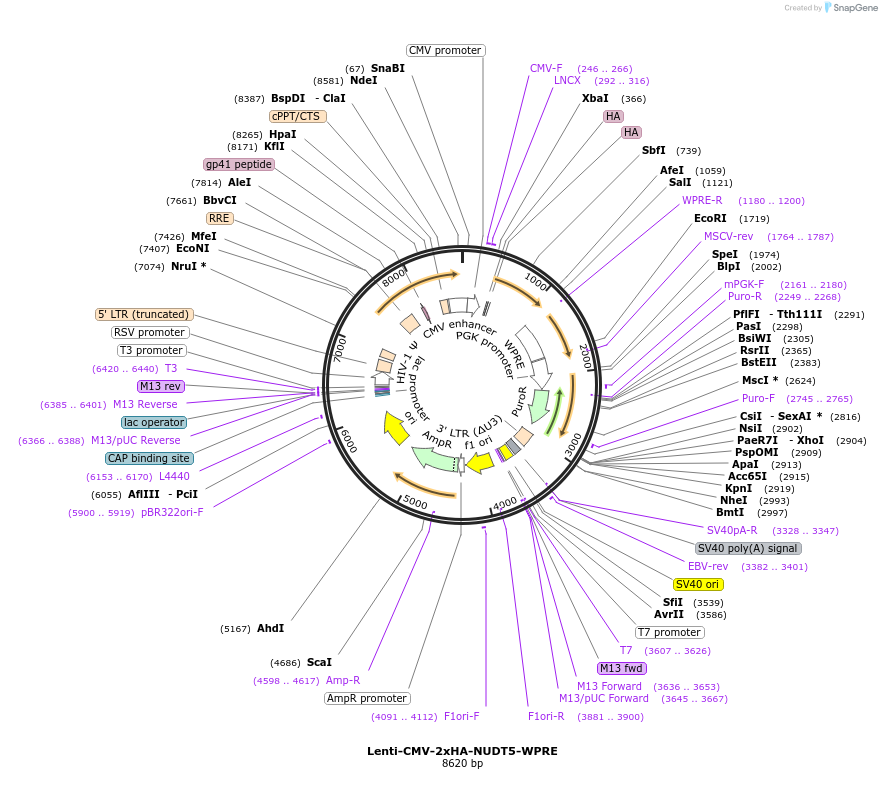 250377-plasmid-map-sequence-id-498565