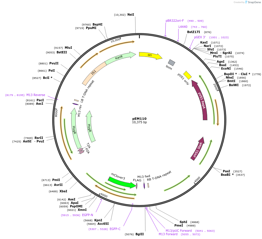 250586-plasmid-map-sequence-id-498569