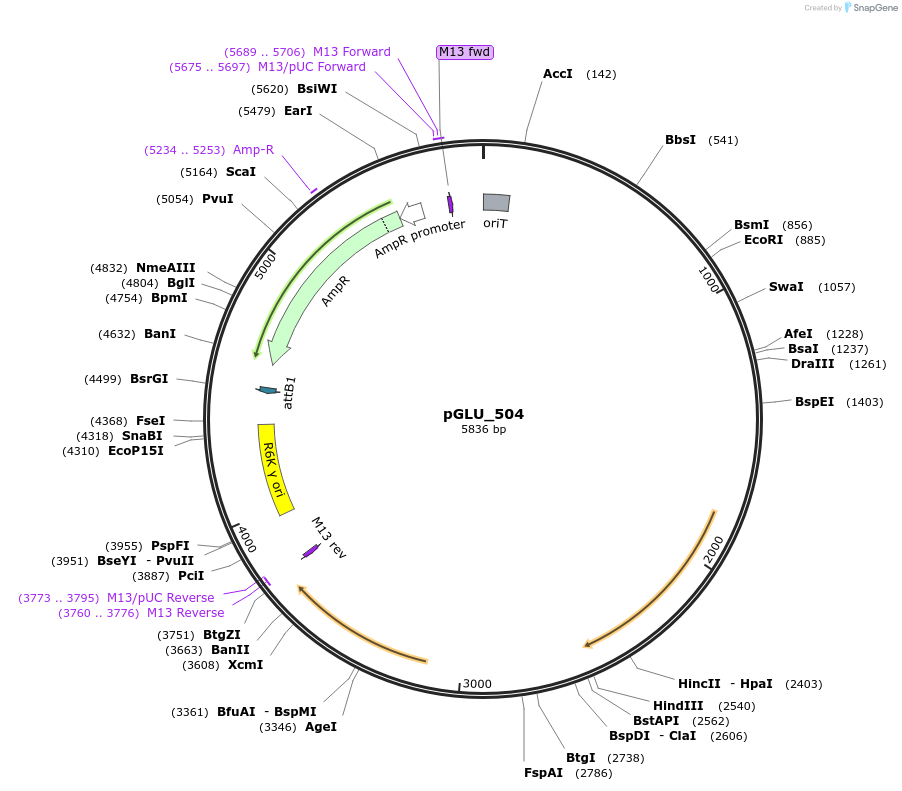 250498-plasmid-map-sequence-id-498571