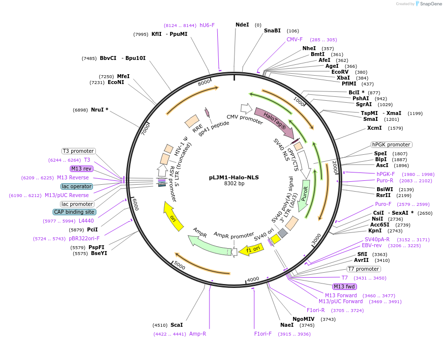 250858-plasmid-map-sequence-id-498584