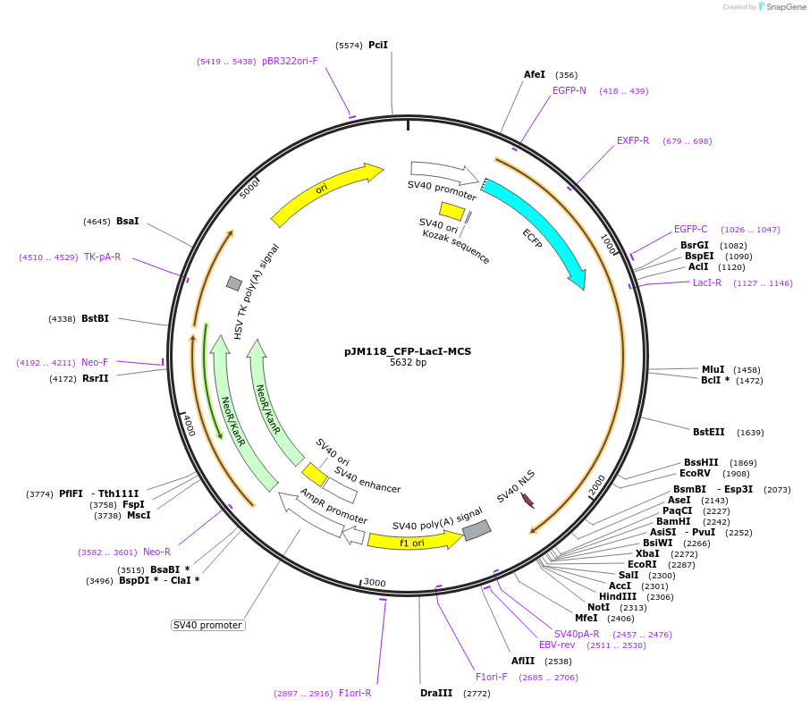 249253-plasmid-map-sequence-id-498586