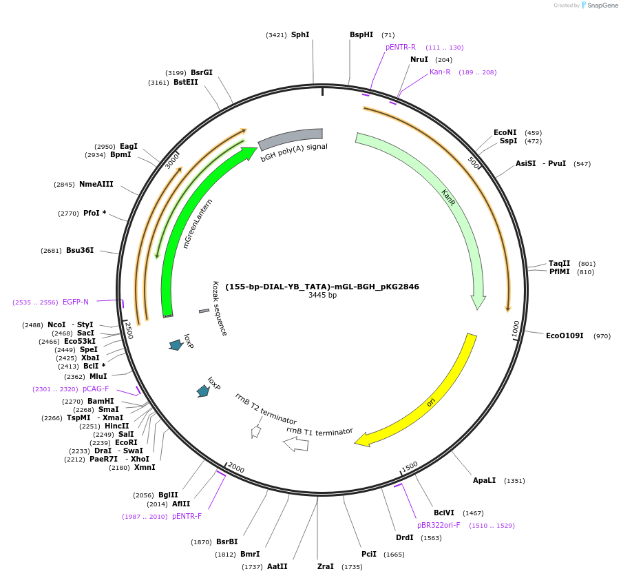 246330-plasmid-map-sequence-id-498588