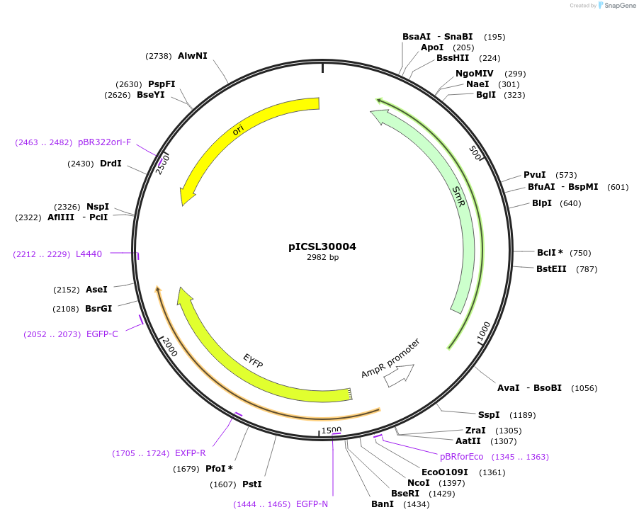 50302-plasmid-map-sequence-id-498591