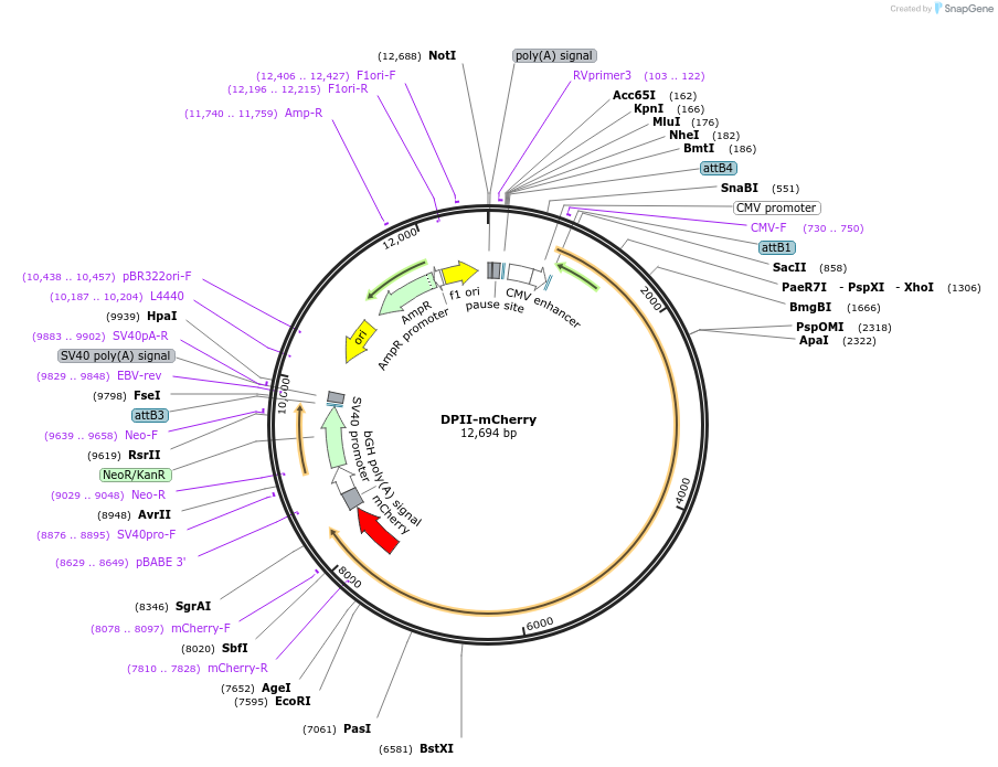 249717-plasmid-map-sequence-id-498641
