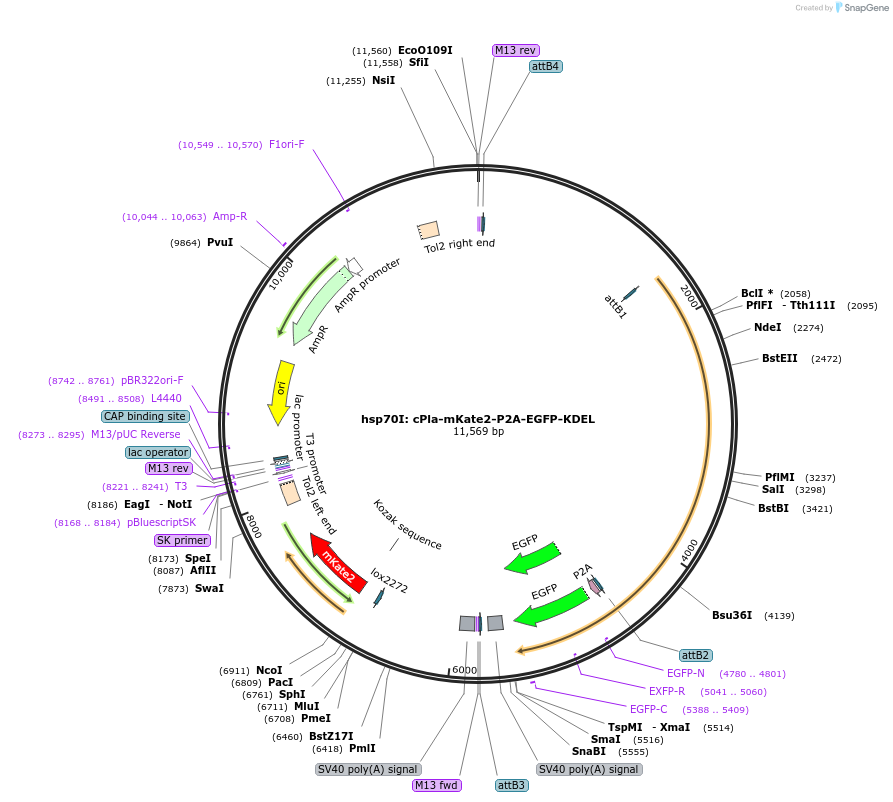 250915-plasmid-map-sequence-id-498646