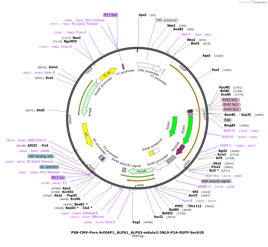 250913-plasmid-map-sequence-id-498650