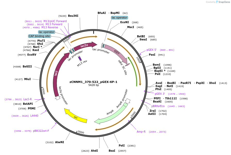 250561-plasmid-map-sequence-id-498681