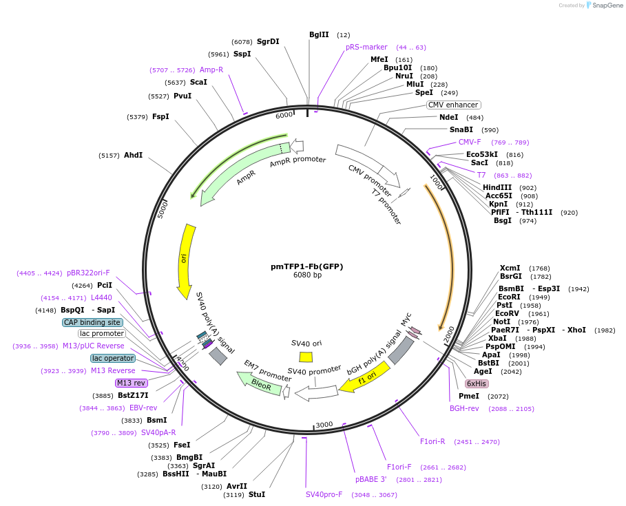 249292-plasmid-map-sequence-id-498711