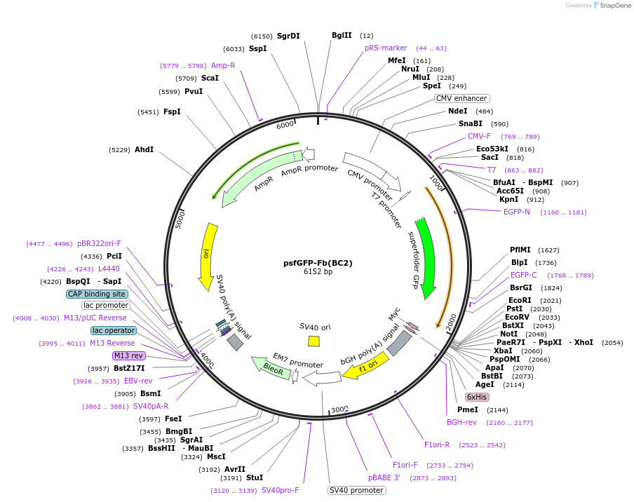 249318-plasmid-map-sequence-id-498712
