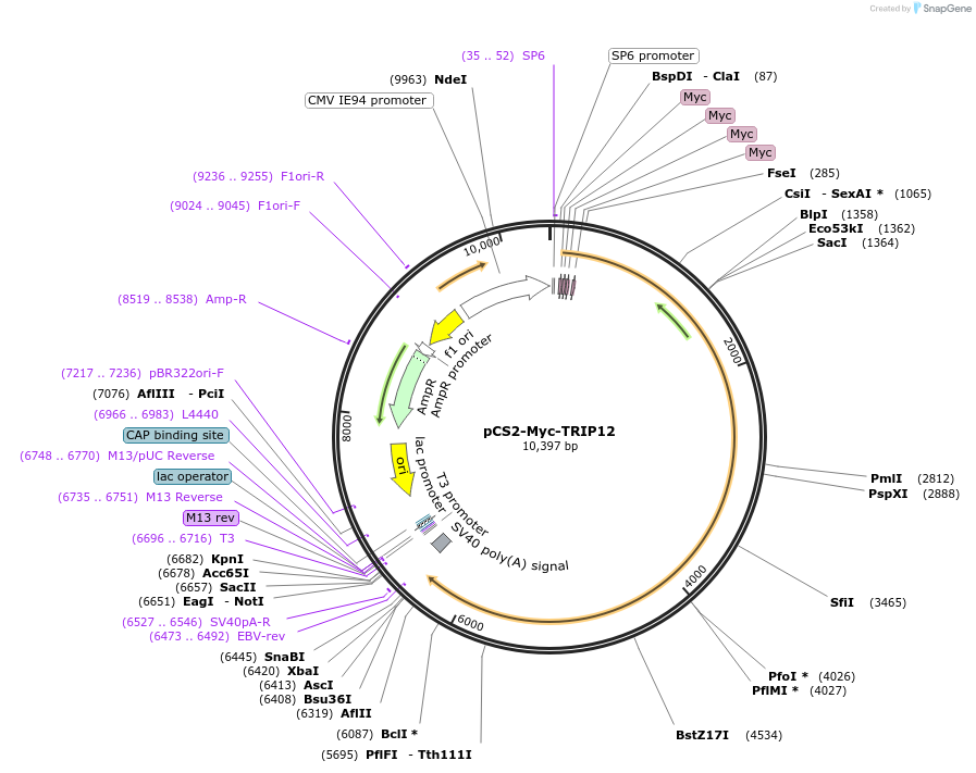 241813-plasmid-map-sequence-id-498715
