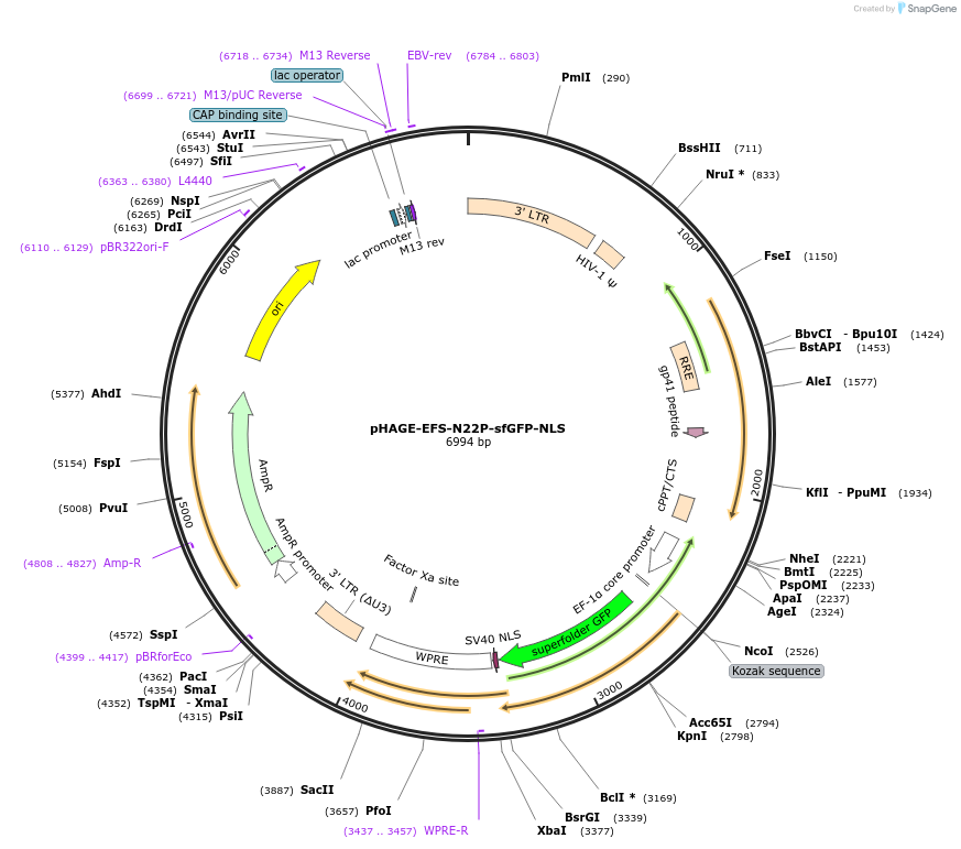 236389-plasmid-map-sequence-id-498723