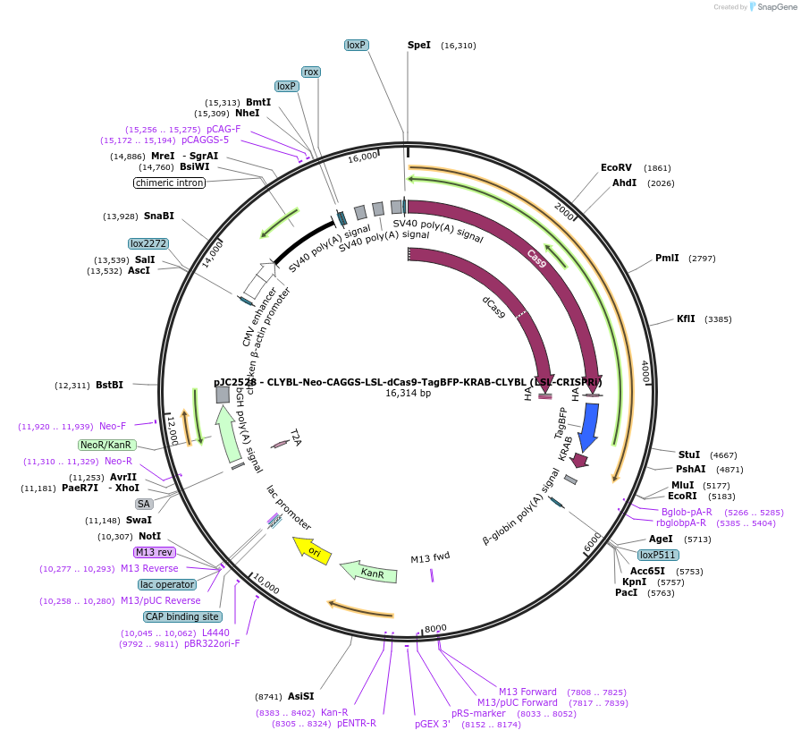 250253-plasmid-map-sequence-id-498726
