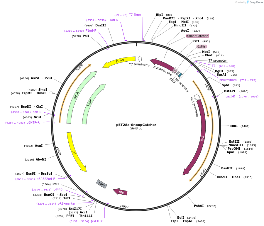 72322-plasmid-map-sequence-id-498732