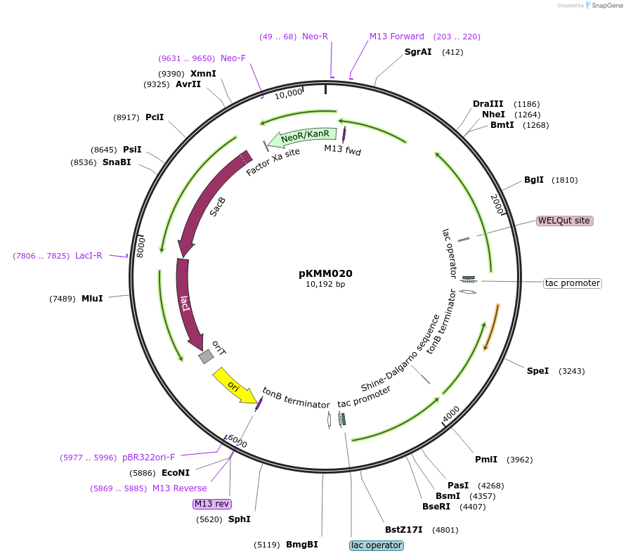 242508-plasmid-map-sequence-id-498735