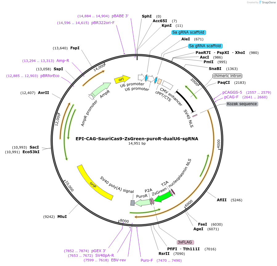249830-plasmid-map-sequence-id-498746