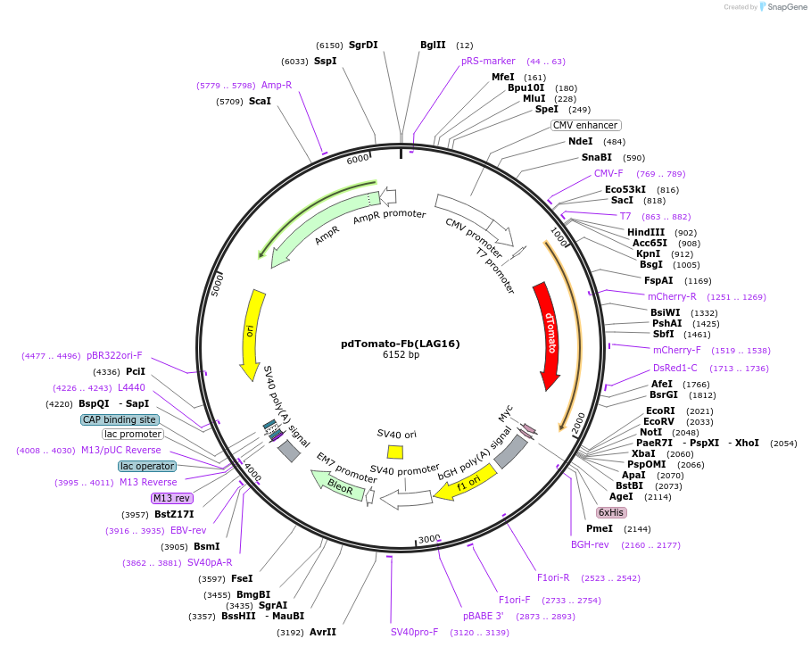 249314-plasmid-map-sequence-id-498753