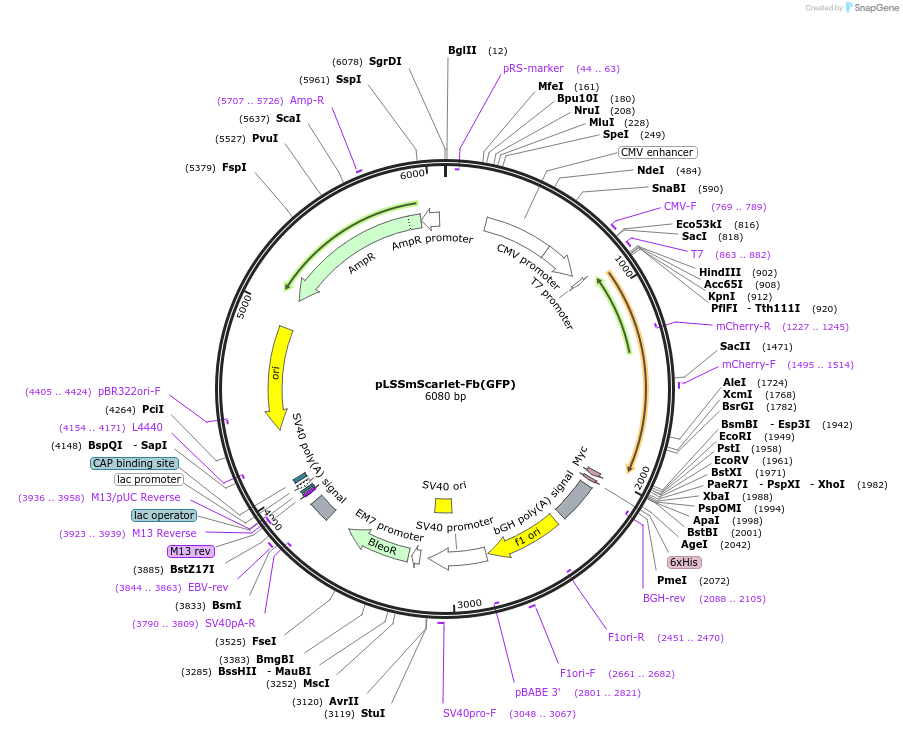 249300-plasmid-map-sequence-id-498773