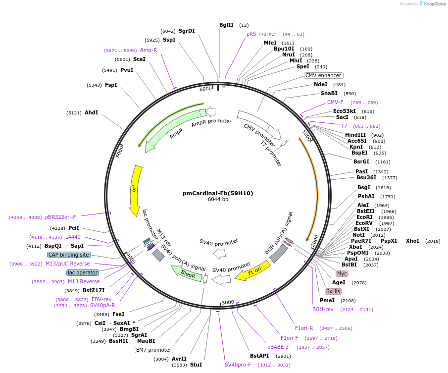 249306-plasmid-map-sequence-id-498774