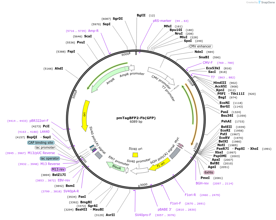 249291-plasmid-map-sequence-id-498775