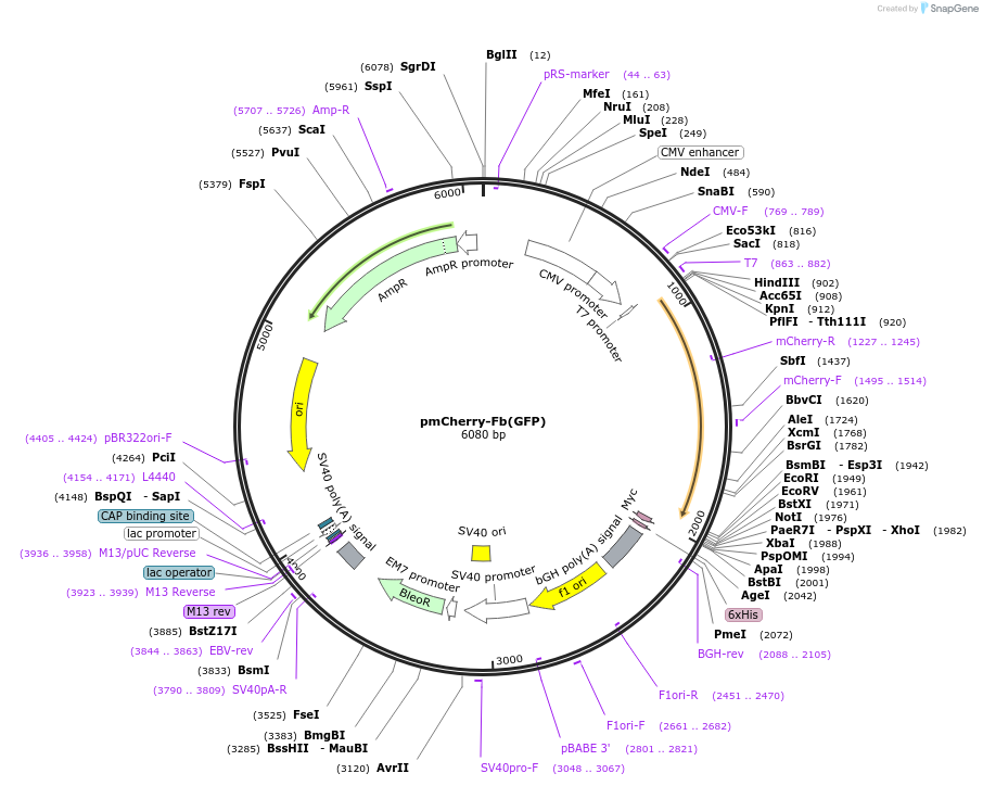 249290-plasmid-map-sequence-id-498776