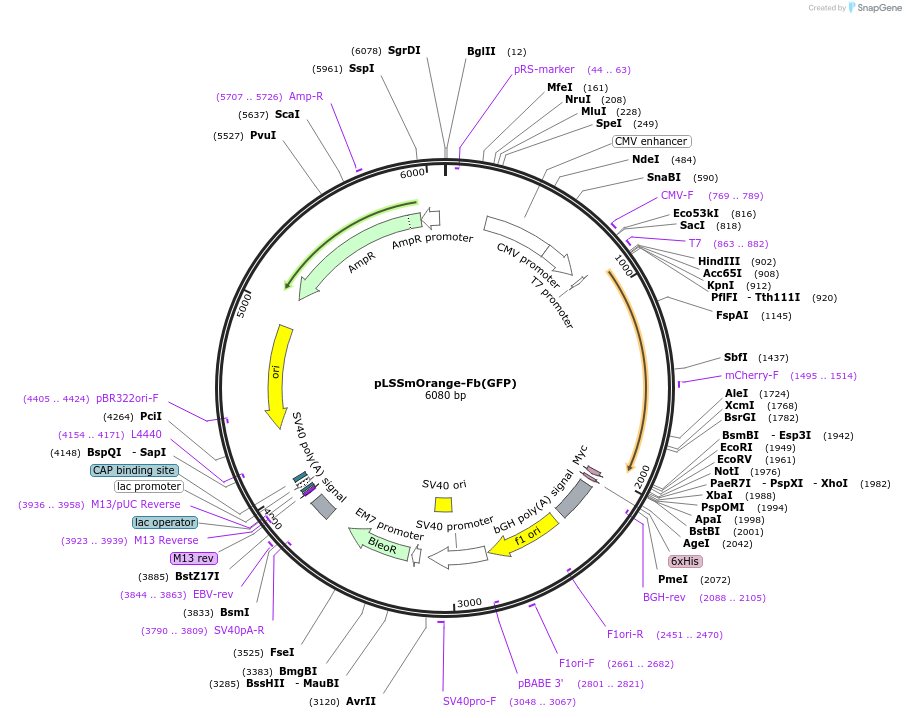 249296-plasmid-map-sequence-id-498778