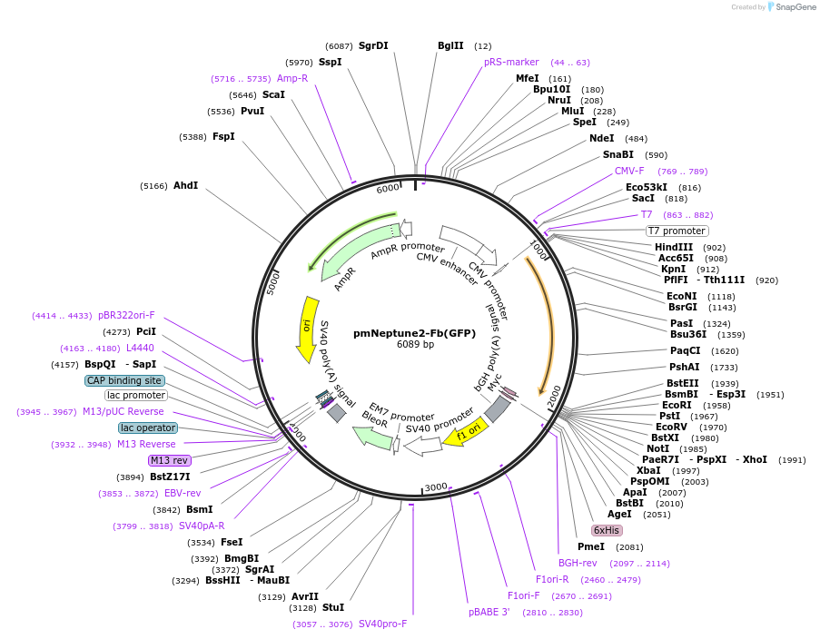 249301-plasmid-map-sequence-id-498779