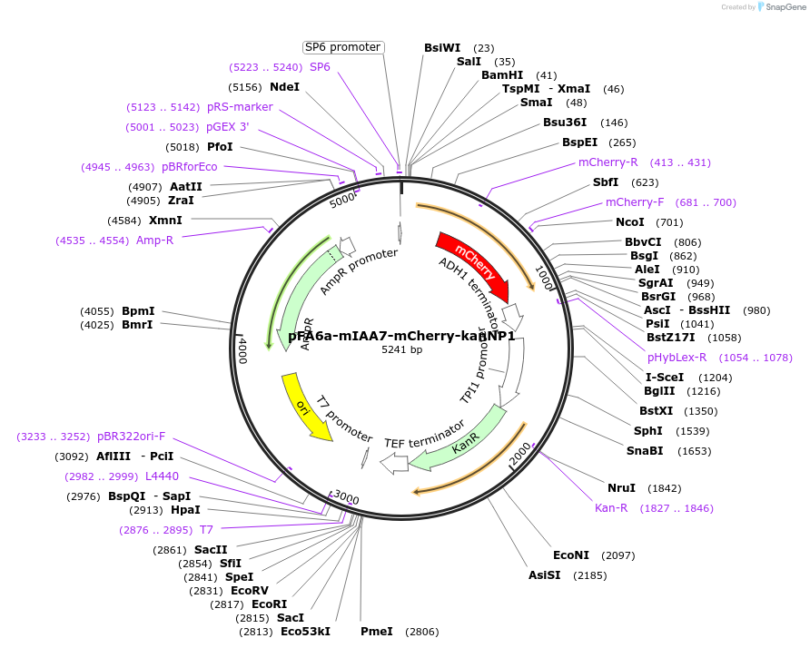 247621-plasmid-map-sequence-id-498780