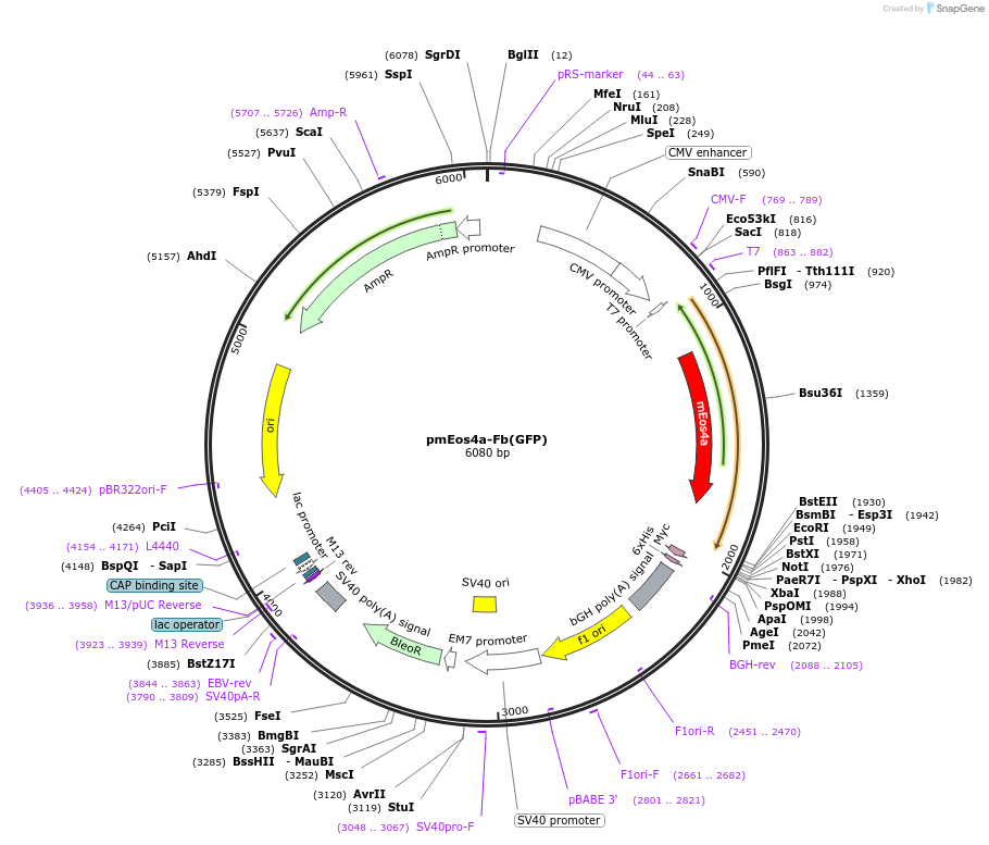 249304-plasmid-map-sequence-id-498782