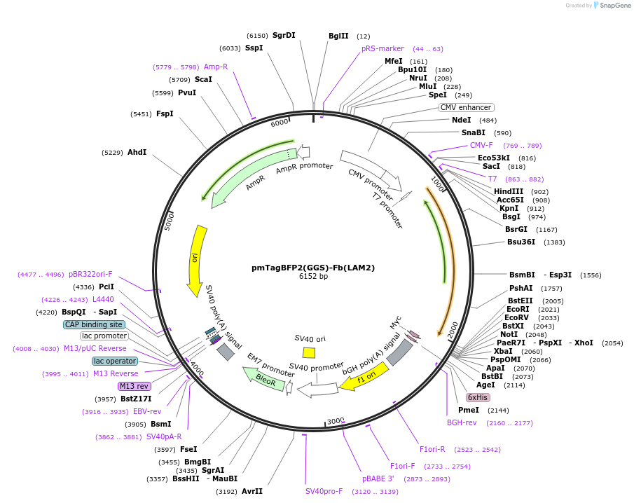 249305-plasmid-map-sequence-id-498783