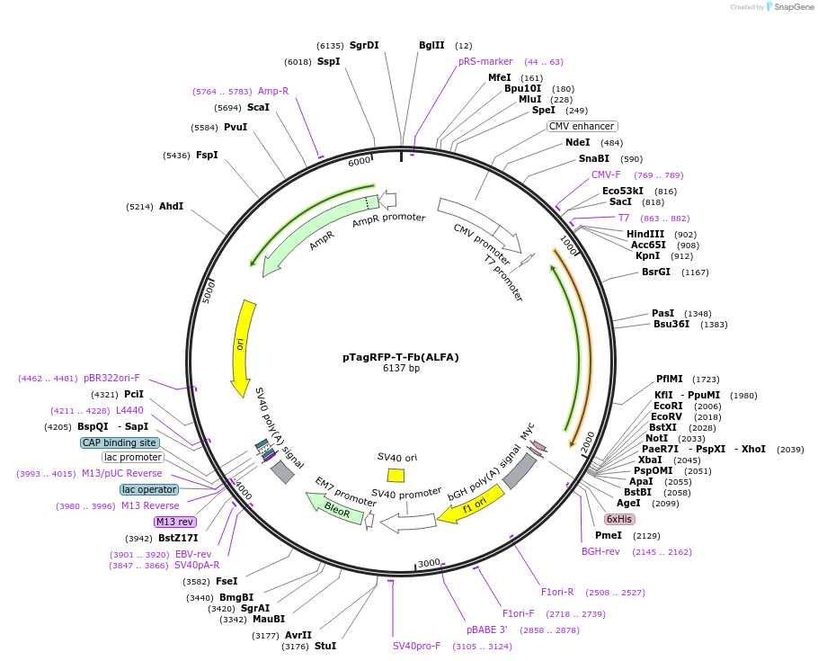 249311-plasmid-map-sequence-id-498787