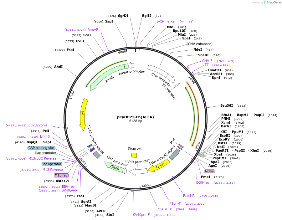 249310-plasmid-map-sequence-id-498790
