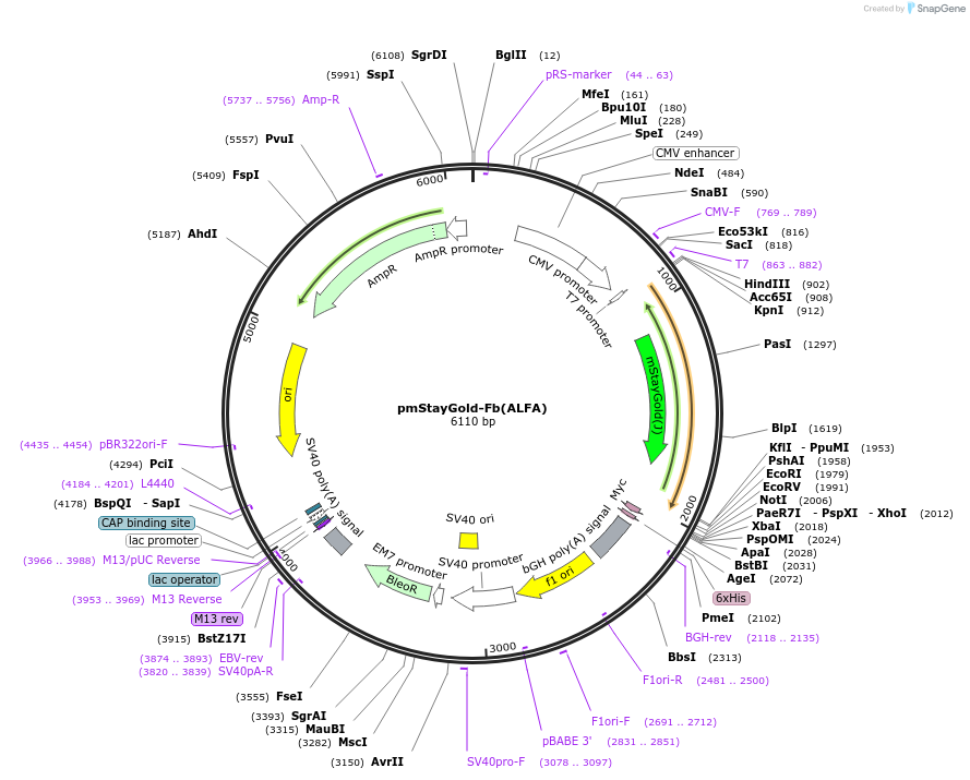 249309-plasmid-map-sequence-id-498791